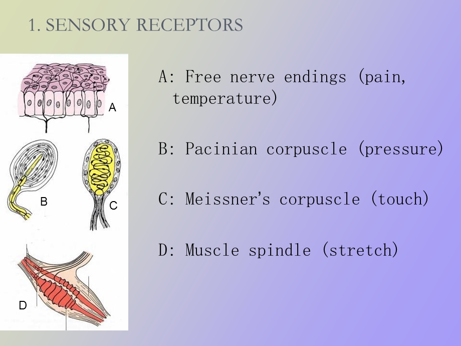 感觉系统症状.ppt_第3页