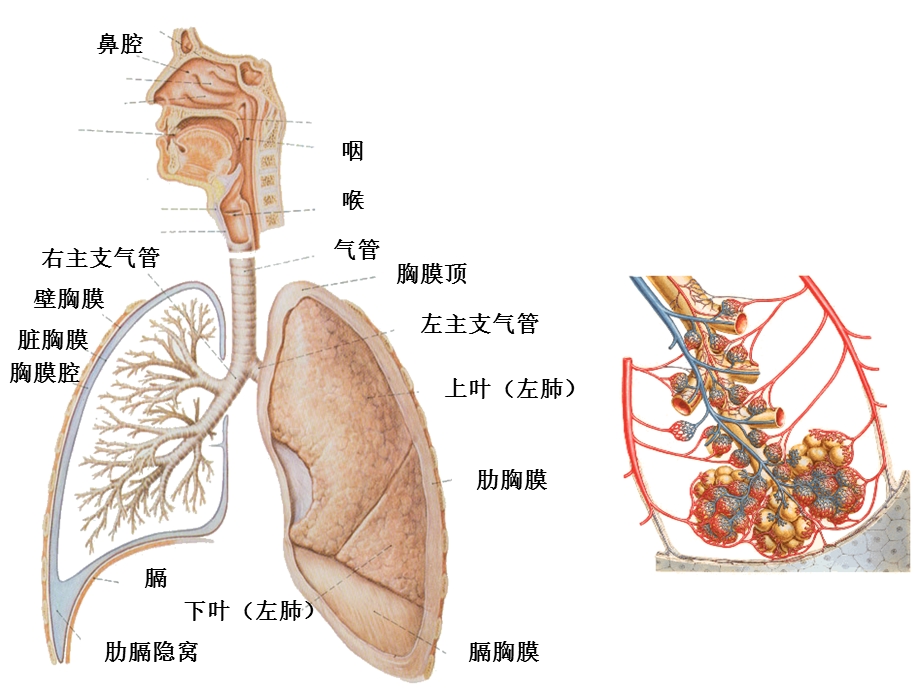 呼吸系统和泌尿系统.ppt_第3页