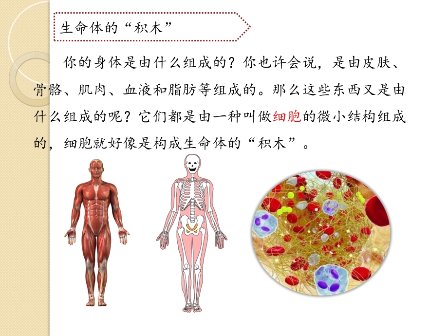 搭建生命体的“积木”.ppt_第3页