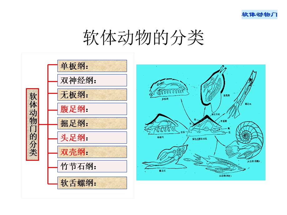 古生物学第9讲软体动物.ppt_第3页