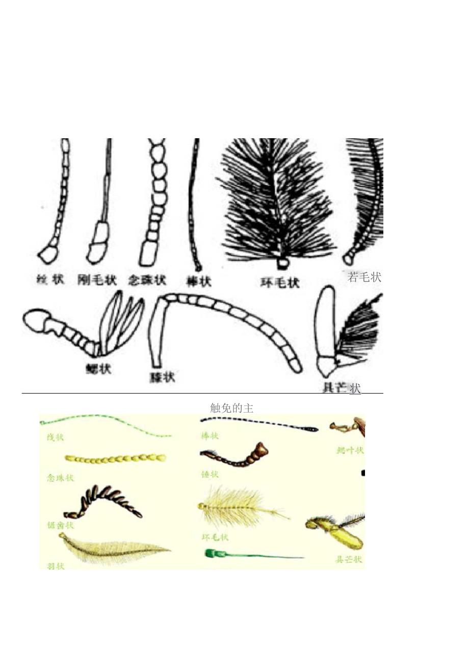 昆虫的触角形状.docx_第1页