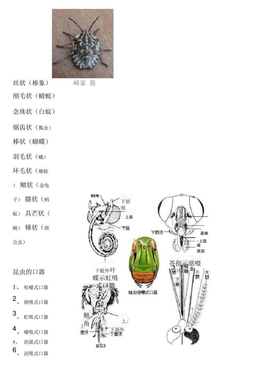 昆虫的触角形状.docx_第2页