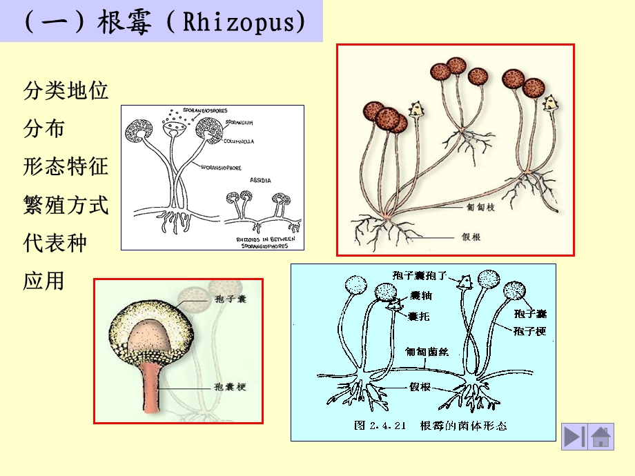 常见霉菌图片.ppt_第2页