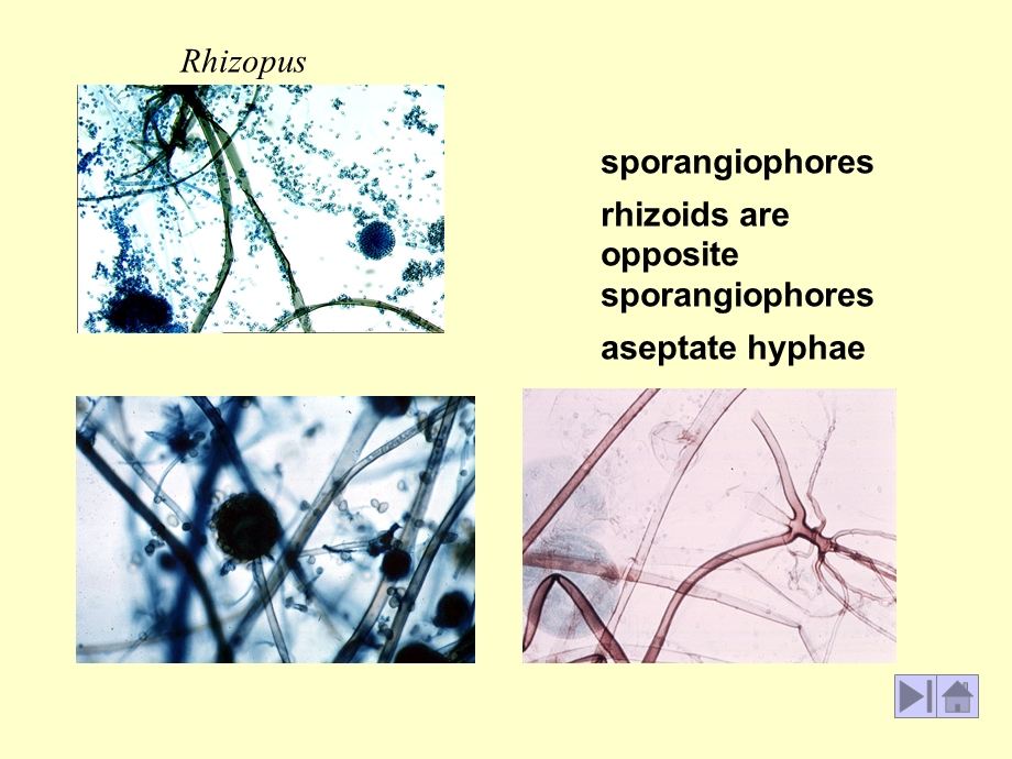 常见霉菌图片.ppt_第3页