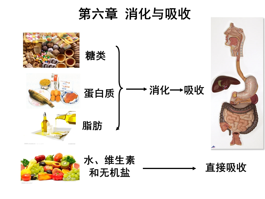 护理本科三版2015消化与吸收.ppt_第3页