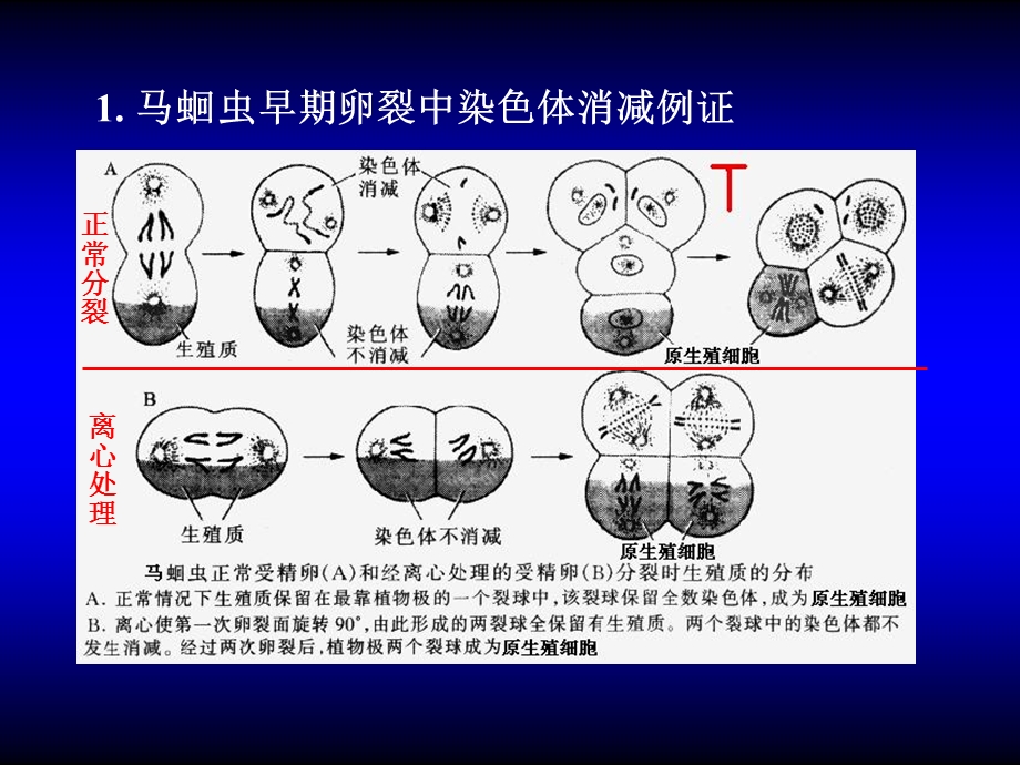 发育生物学11-原始生殖细胞.ppt_第3页