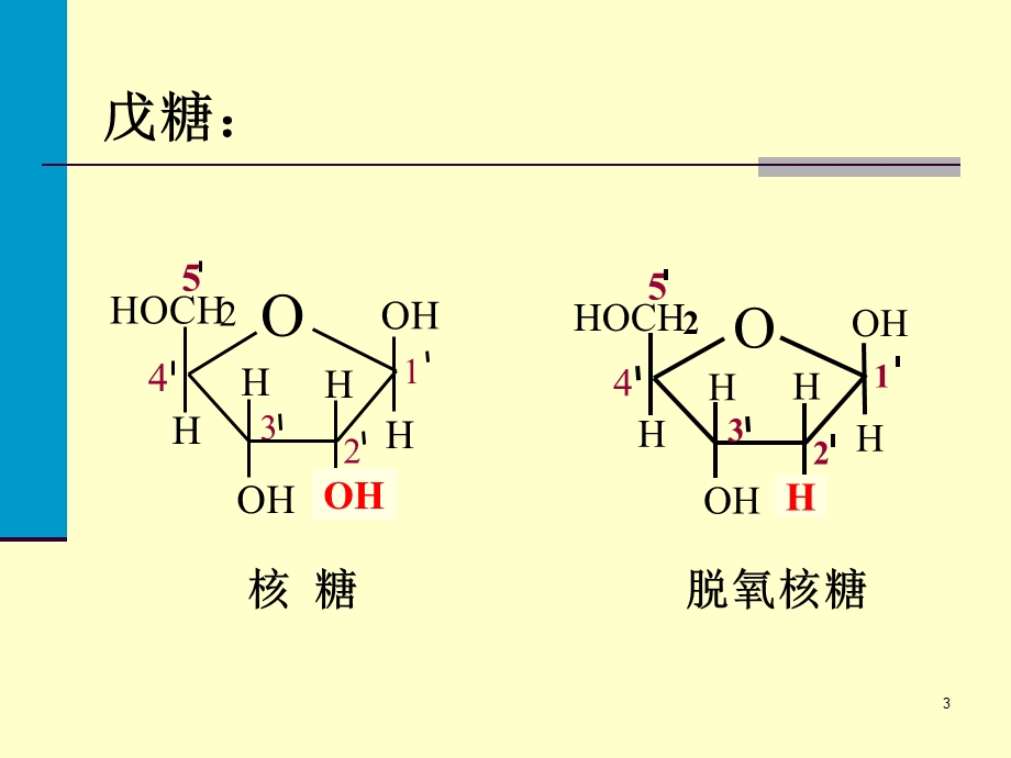 核酸与核苷酸代谢ppt课件.ppt_第3页