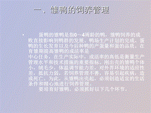 蛋鸭的养殖技术.ppt