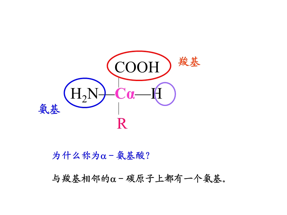 氨基酸和蛋白质药物的分析.ppt_第3页