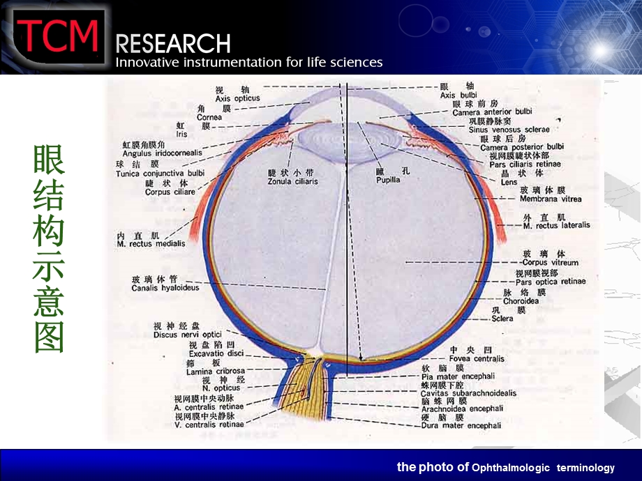 眼科图片演示稿.ppt_第2页