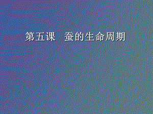 蚕的生命周期.ppt