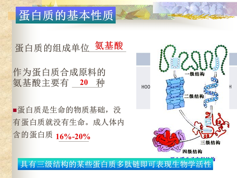 氨基酸、活性肽与活性蛋白质.ppt_第3页