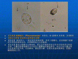 活性污泥虫普.ppt