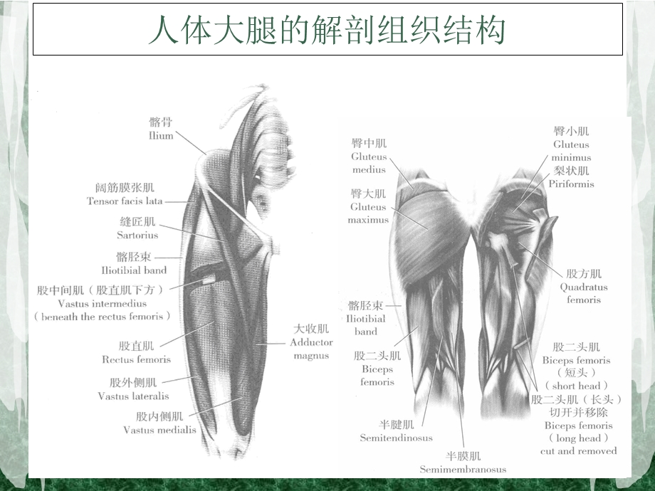 短跑运动员的股后肌群力量训练2013教学课件.ppt_第2页