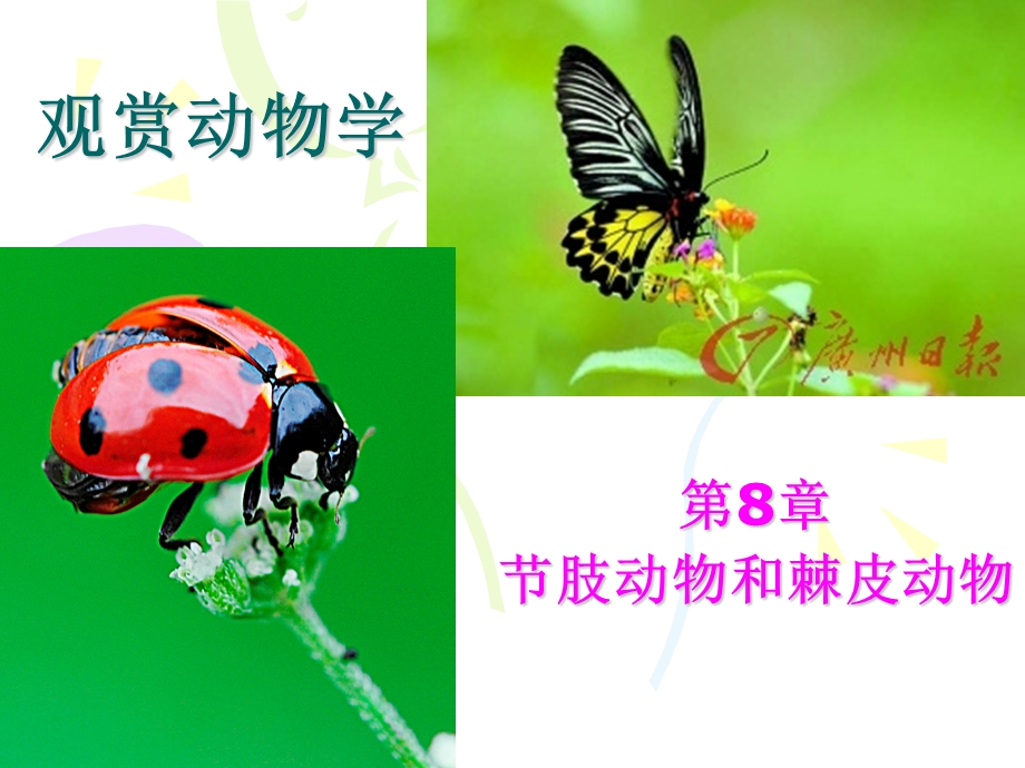 观赏动物学节肢动物.ppt_第1页