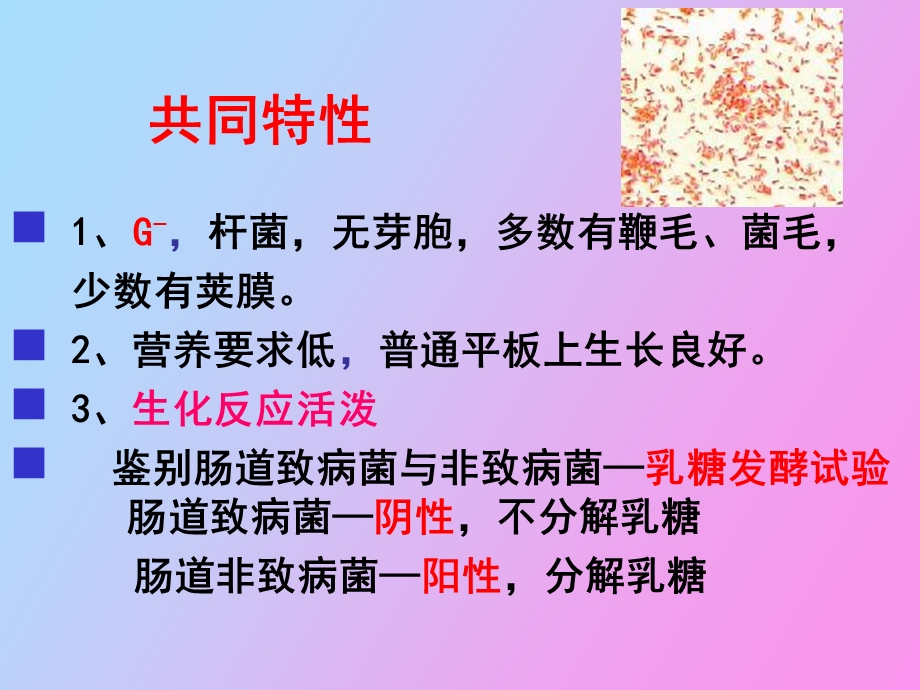 肠道杆菌医学.ppt_第2页