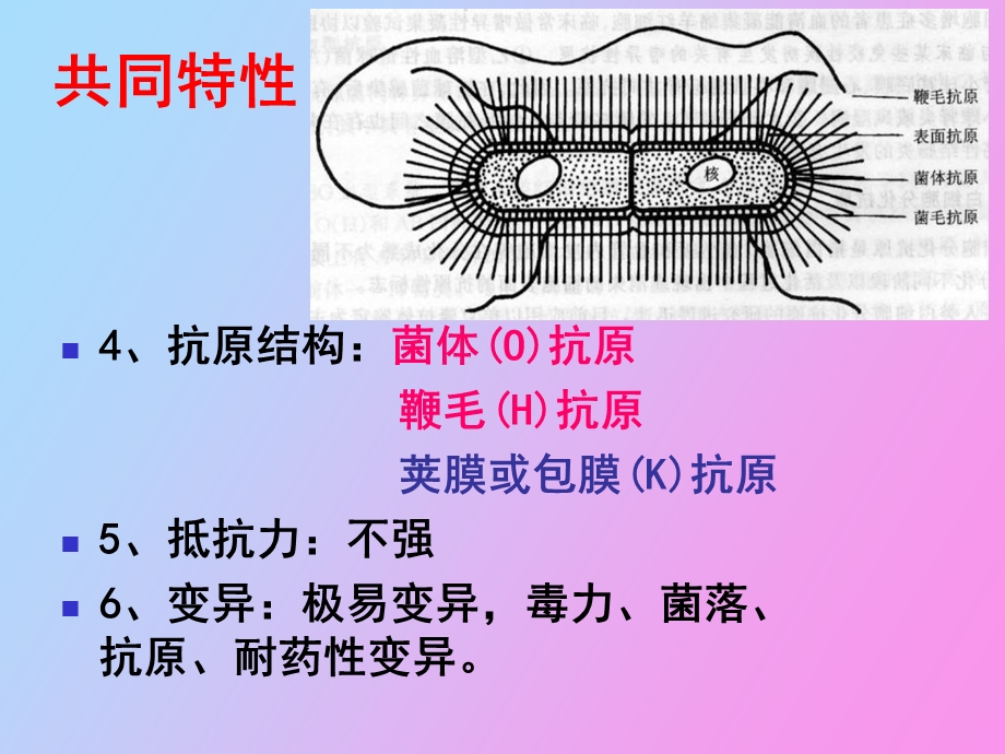 肠道杆菌医学.ppt_第3页