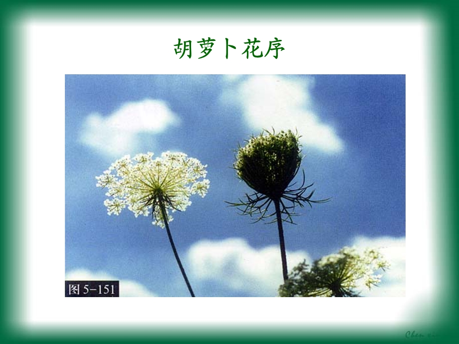 被子植物门伞形科.ppt_第3页