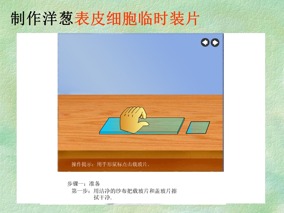 观察动植物细胞结构.ppt_第2页