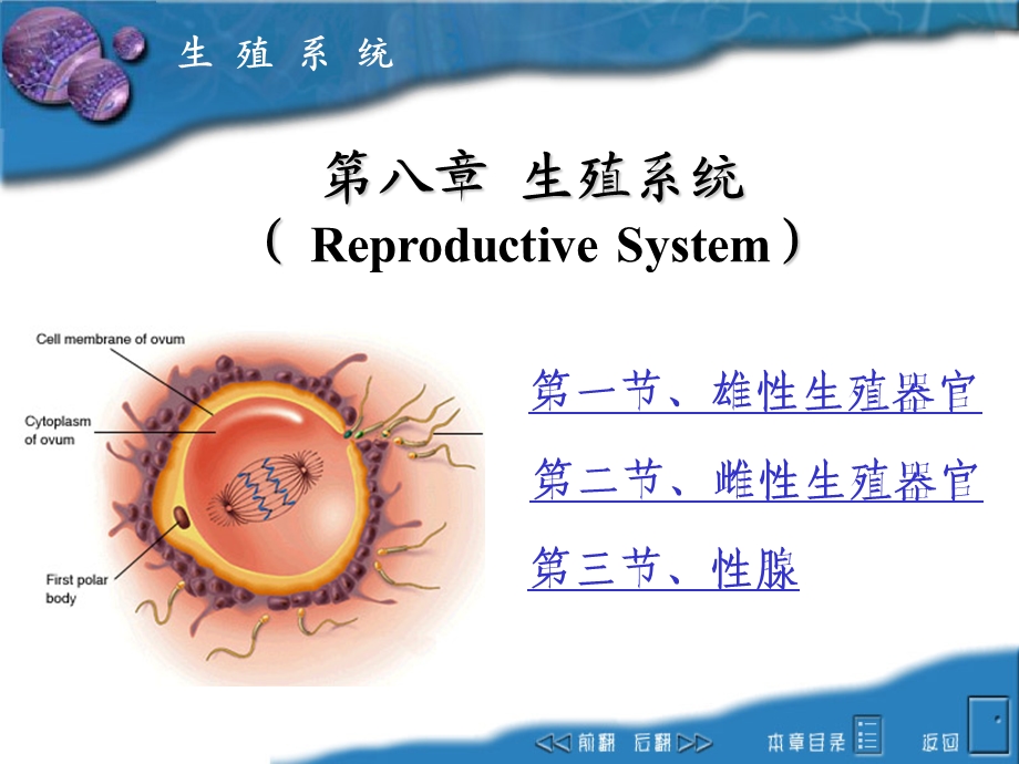 畜禽解剖生理8生殖系统.ppt_第1页