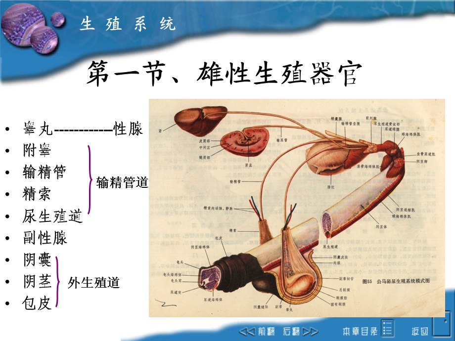 畜禽解剖生理8生殖系统.ppt_第2页