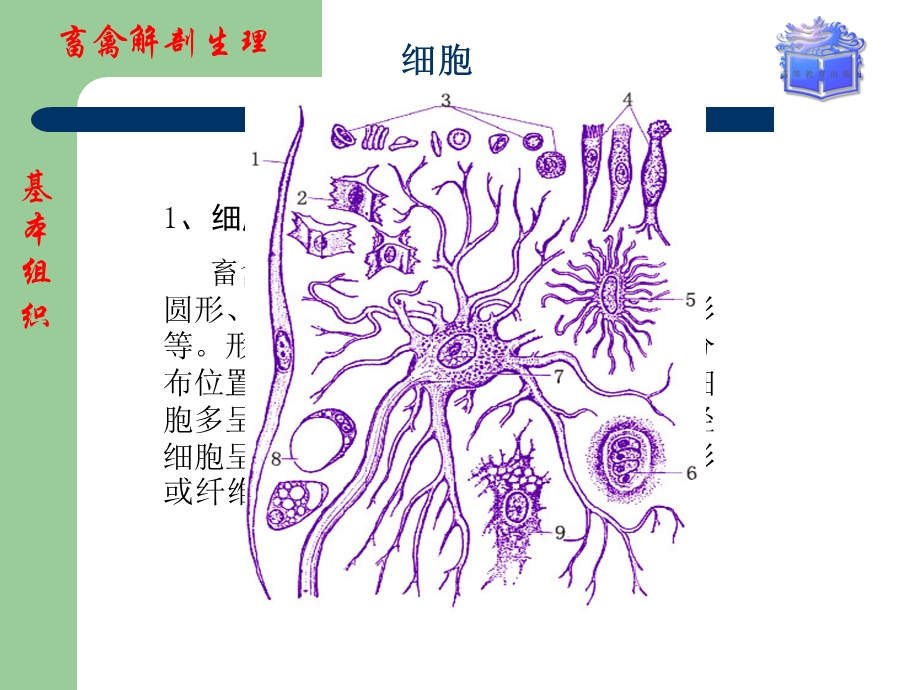 畜禽解剖生理第一章畜禽体的基本构造.ppt_第3页