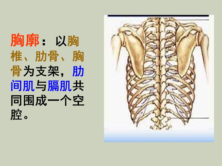 肺的气体交换.ppt_第2页