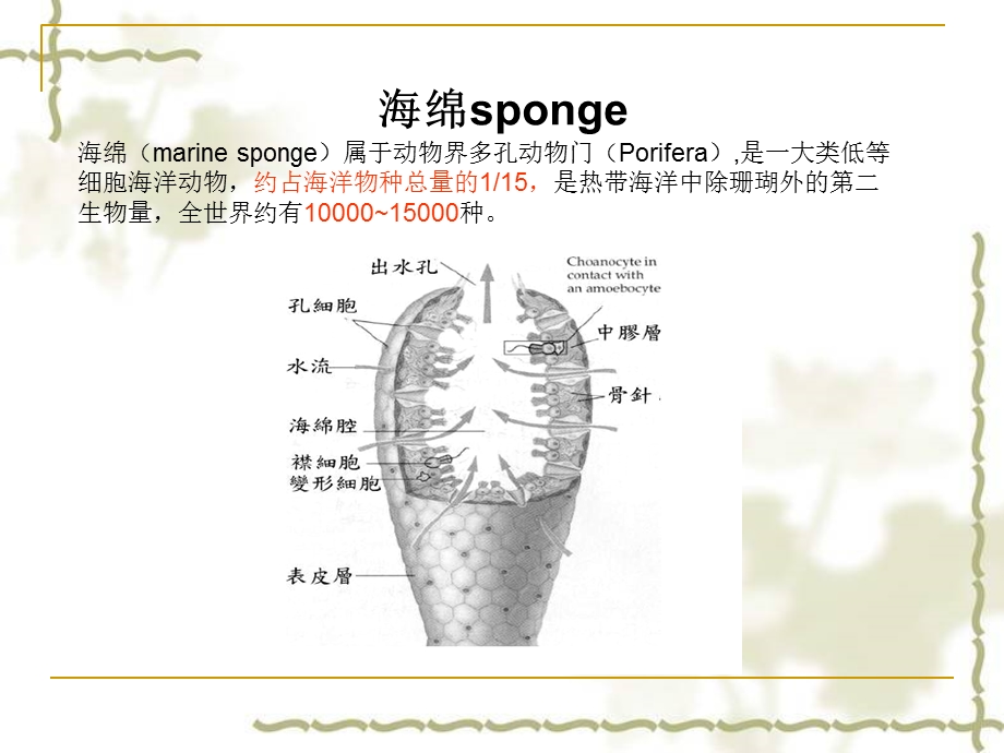 海绵相关的微生物群落的多样性和生物技术潜能.ppt_第3页