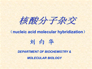 核酸分子杂交-七年制.ppt