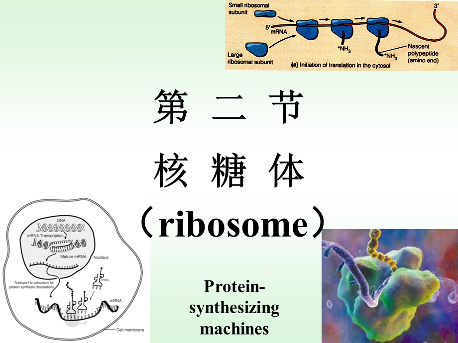 核糖体细胞生物学.ppt_第1页