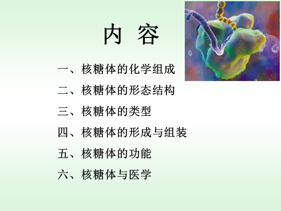 核糖体细胞生物学.ppt_第2页