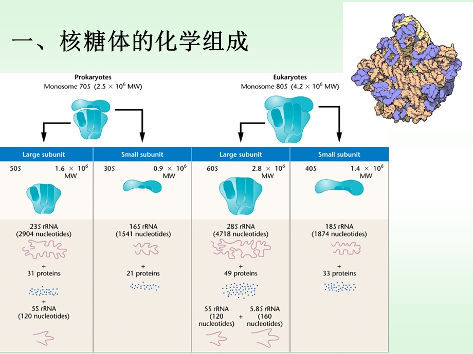 核糖体细胞生物学.ppt_第3页