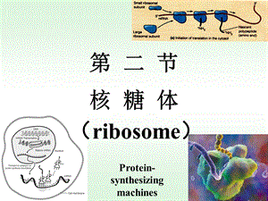 核糖体细胞生物学.ppt