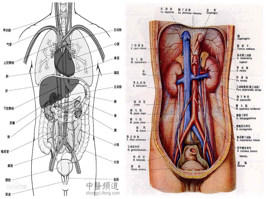 腹水腹胀腹痛.ppt_第3页