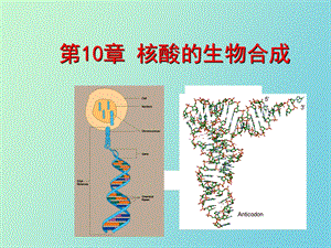 核酸生物合成.ppt