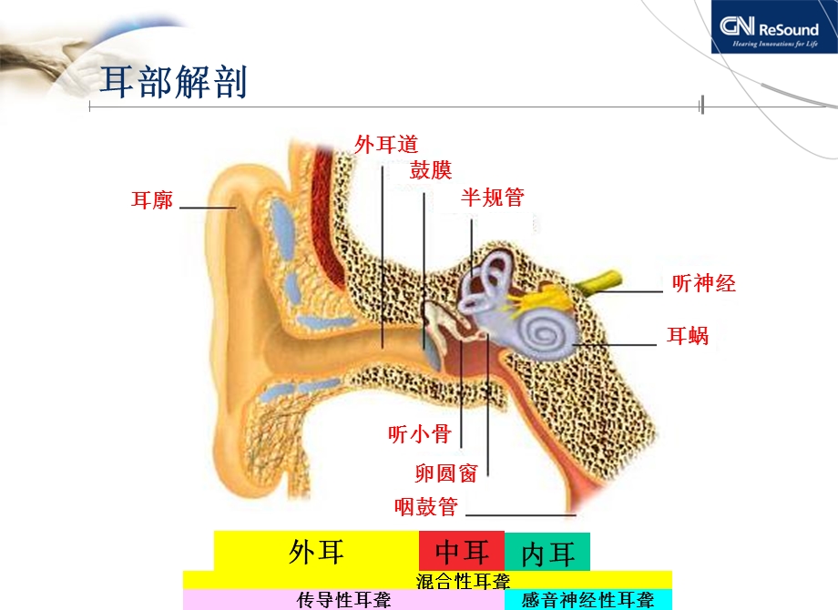 耳部解剖和耳聋听力基础知识-亚洲器械城.ppt_第3页