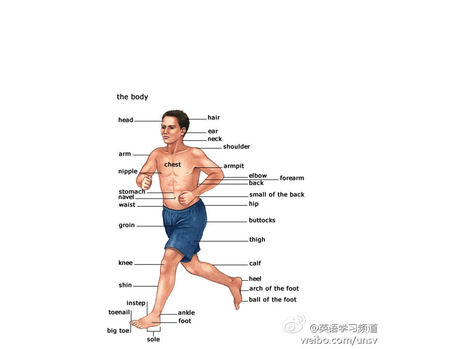 汉语学习-身体部位bodyparts.ppt_第2页