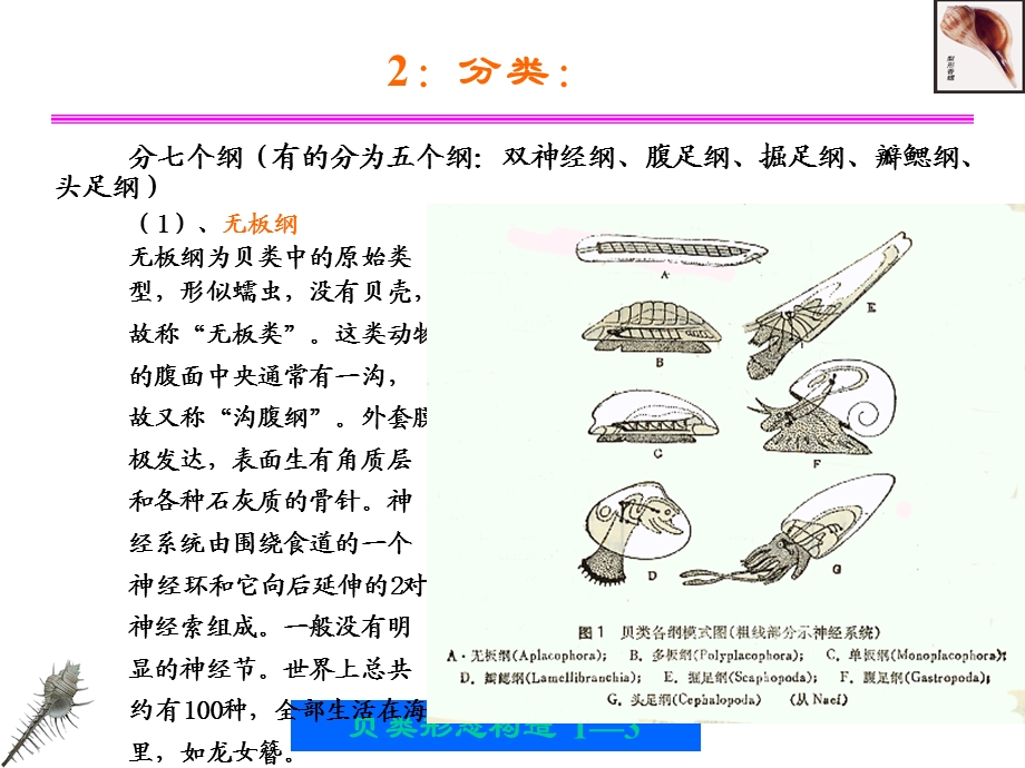 贝类的形态构造教学.ppt_第3页