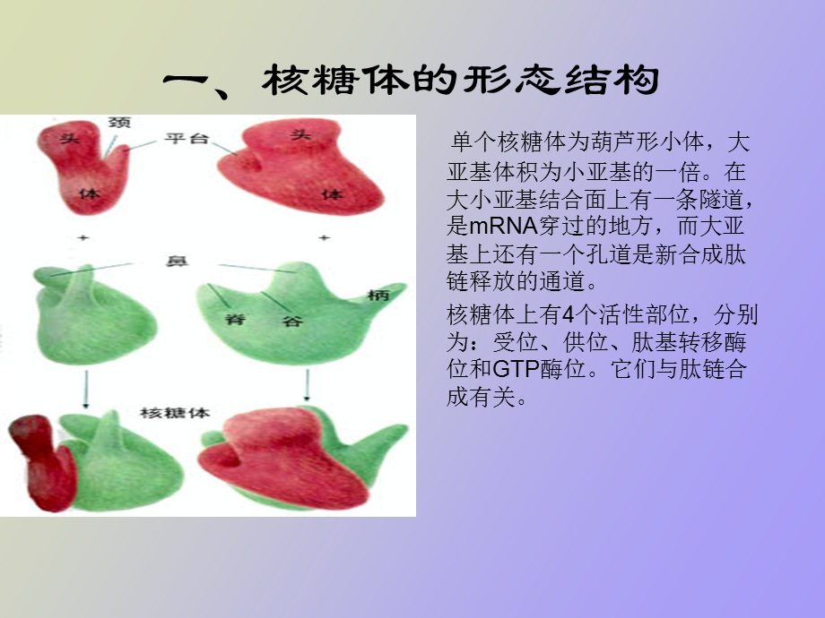 核糖体和癌症.ppt_第3页