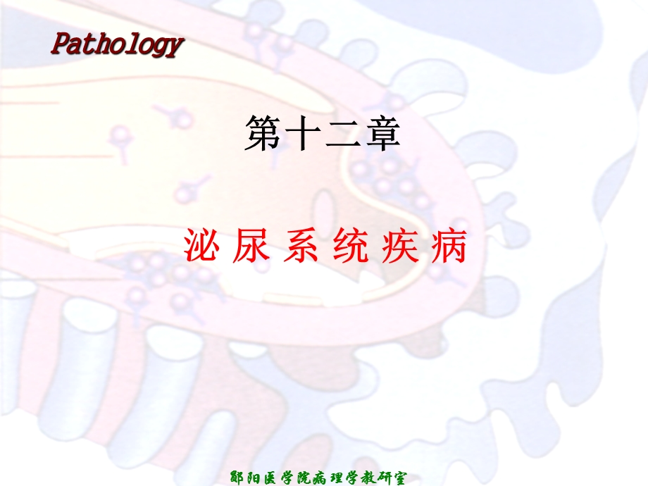 病理学2014泌尿系统疾病.ppt_第1页