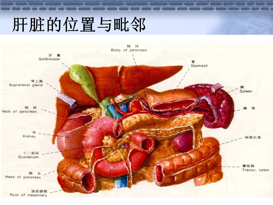 肝胆胰脾解剖.ppt_第3页