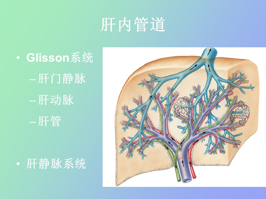 肝内管道、淋巴及神经解剖课件.ppt_第3页