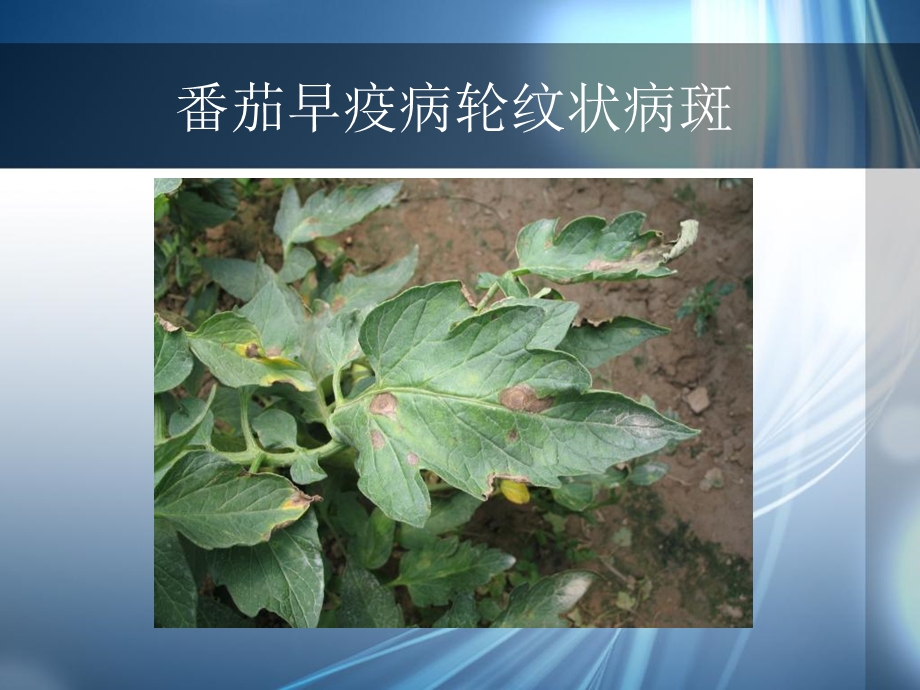 番茄病虫害防治和缺素症核心实用技术.ppt_第3页