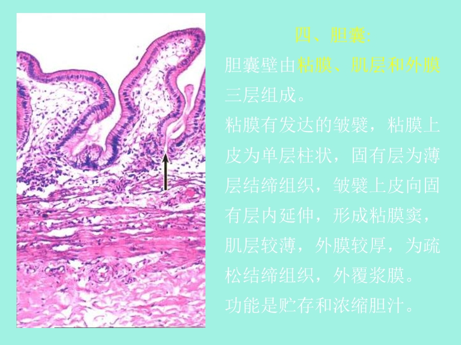 病理学教学及实验附大量案例.ppt_第3页