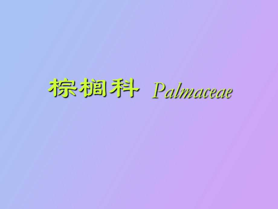 观赏植物棕榈.ppt_第1页