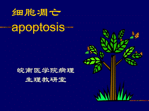 病理生理学12-细胞凋亡与疾病.ppt