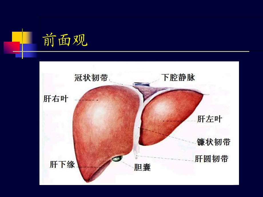 肝脏的超声诊断.ppt_第3页