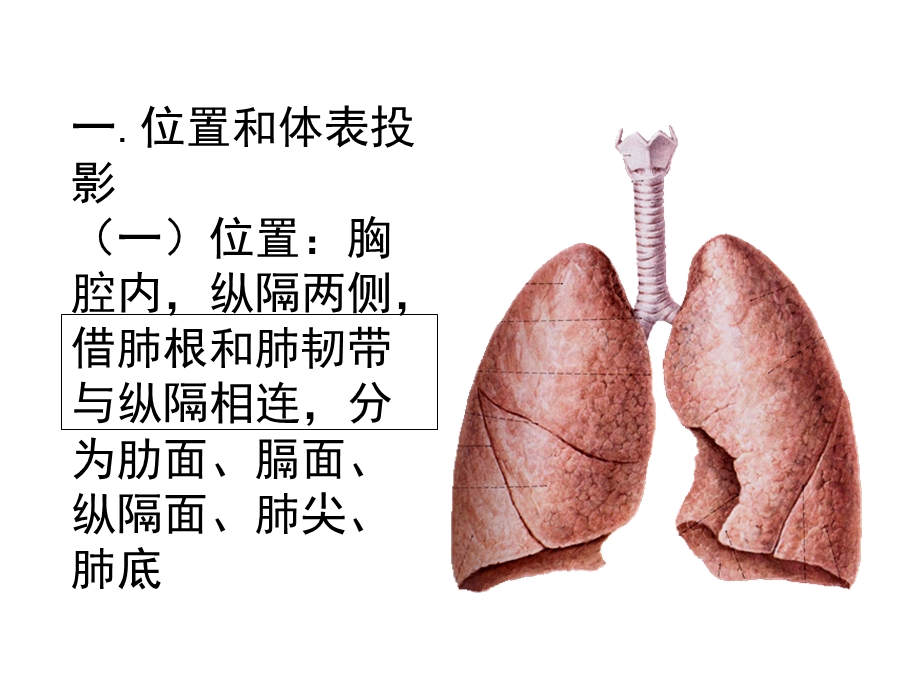 肺和胸部淋巴结.ppt_第2页