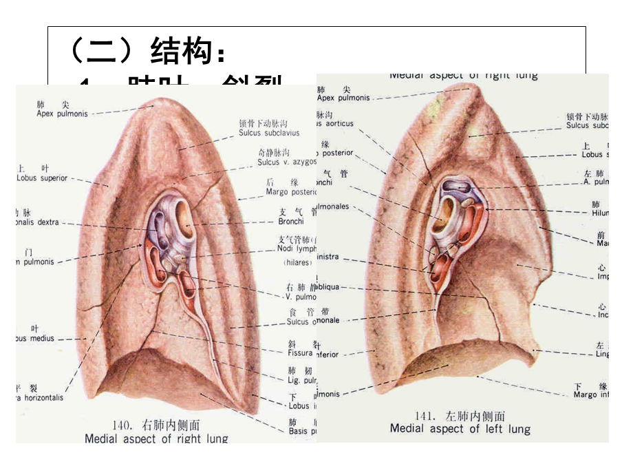 肺和胸部淋巴结.ppt_第3页