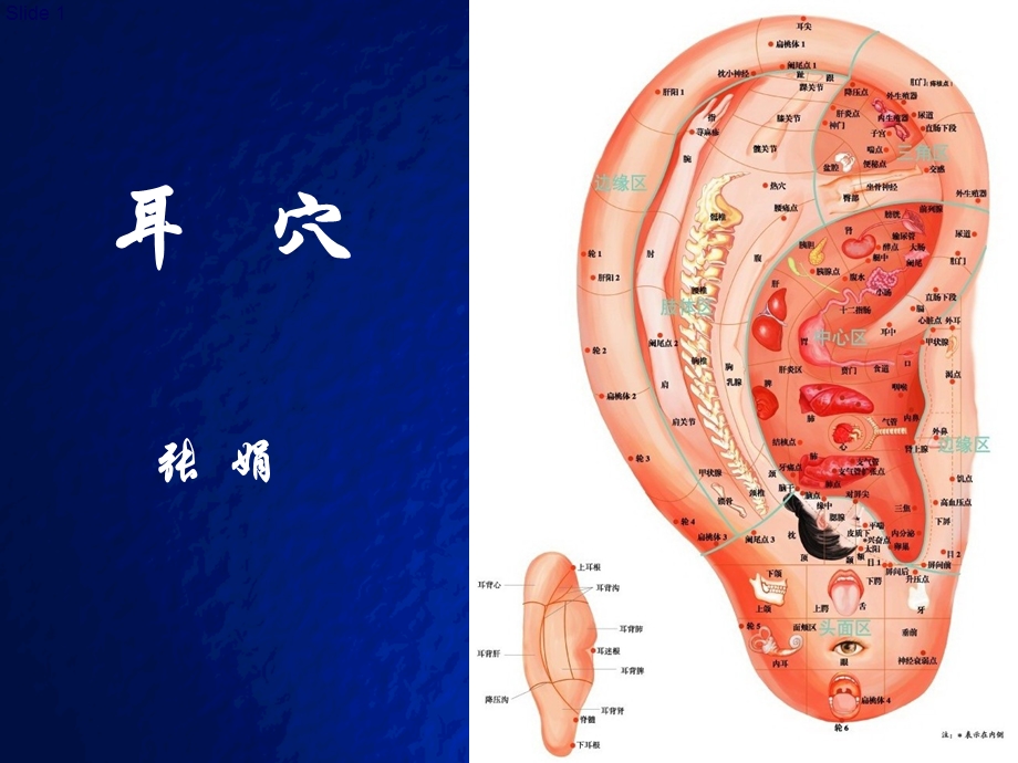 耳穴疗法讲课课件.ppt_第1页